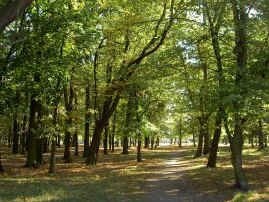 Skwierzyna woodland park