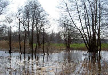 pond