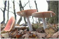 polish wild forest mushrooms